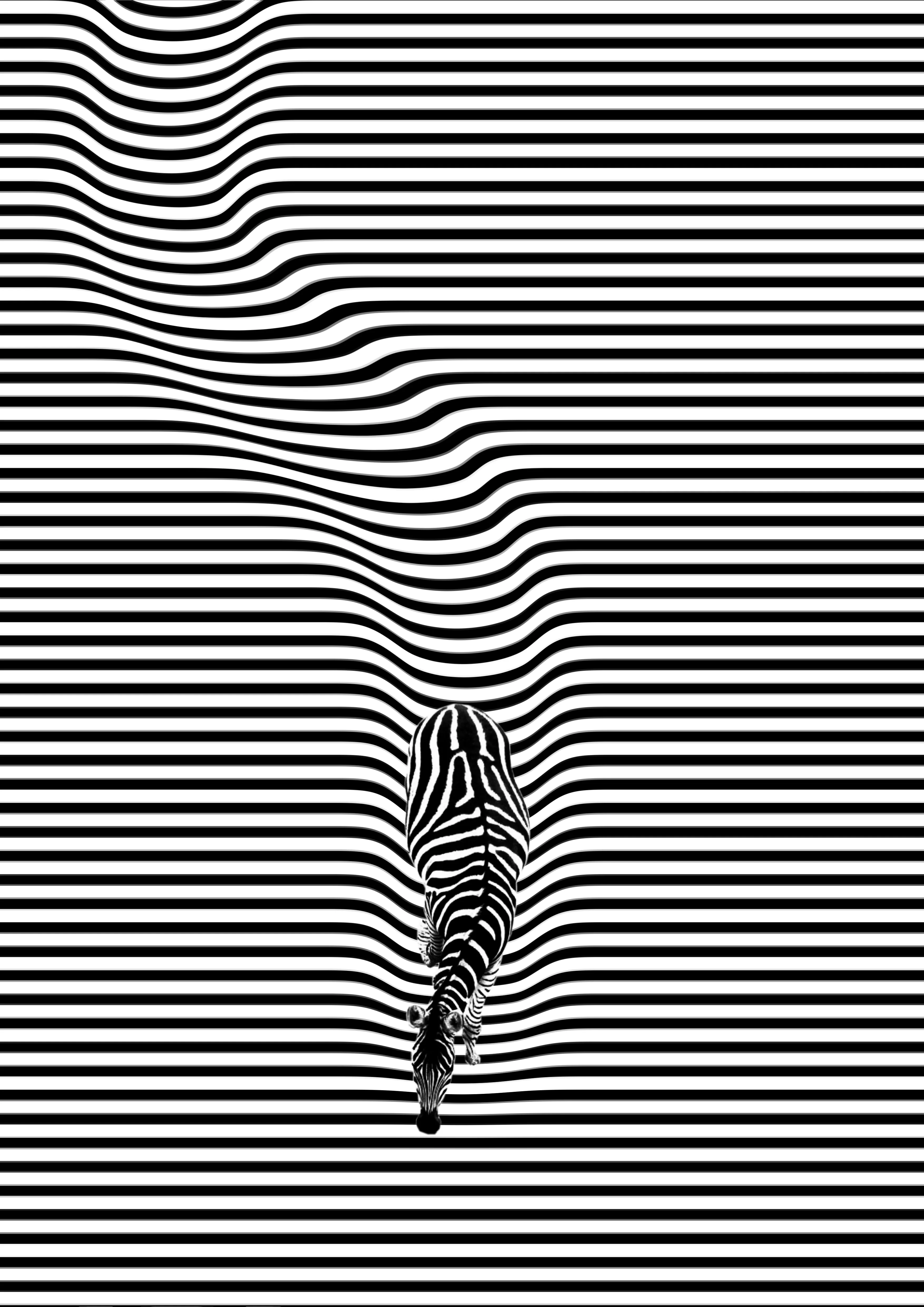 Zebra by Kroegh Design